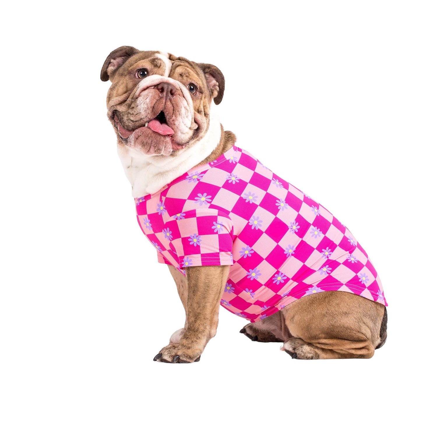 Englishj Bulldog wearing Vibrant Hounds Crazy Daisy cooling shirt for dogs. It is pink chequered with daisys printed on it.