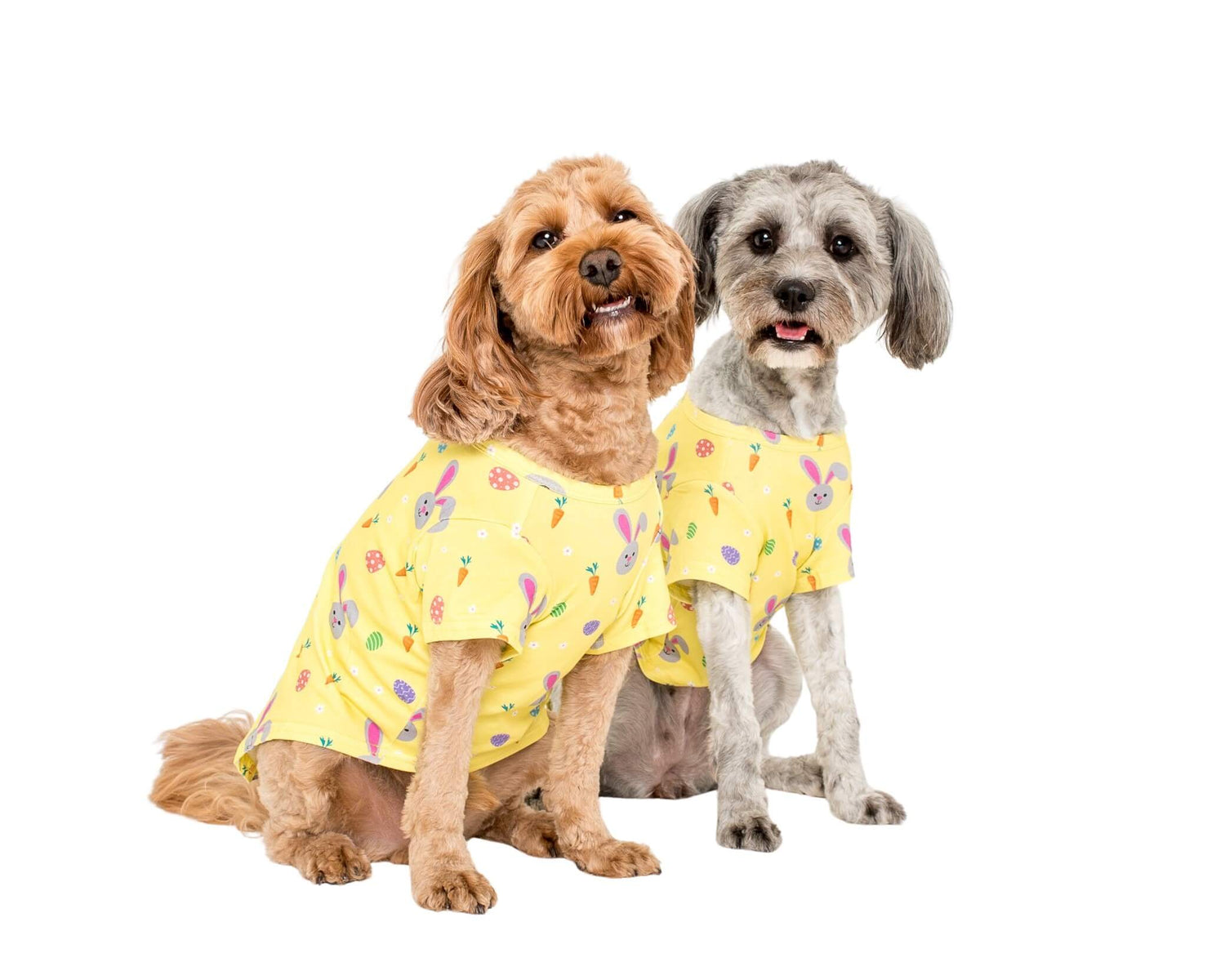 Two Cavoodles wearing a Vibrant Hound Easter Delight dog shirt.