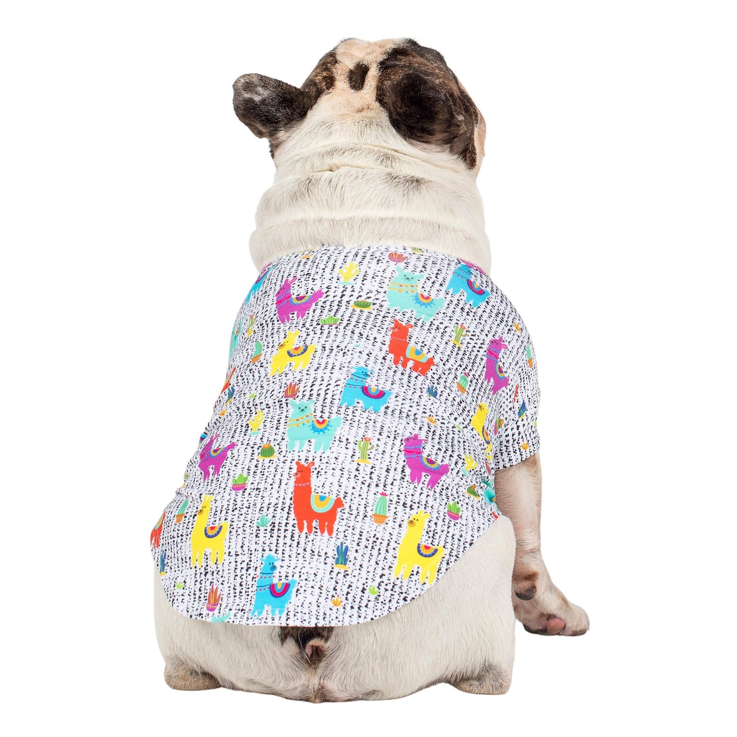 A French Bulldog sitting down while fcing away. He's wearing a No Probllama dog shirt made by Vibrant Hound.