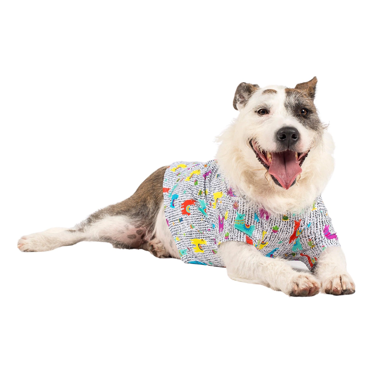 A white and grey dog wearing a No Probllama shirt for dogs.