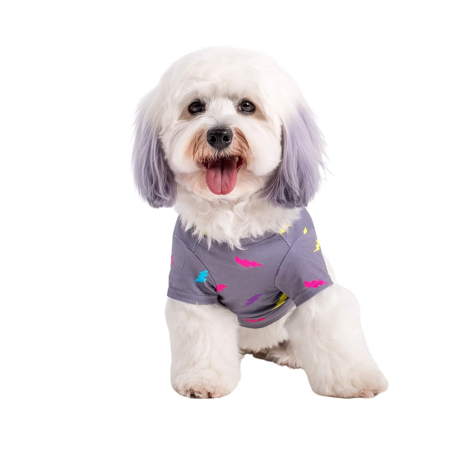 A cavoodle wearing Vibrant Hound's Electric Energy dog shirt.